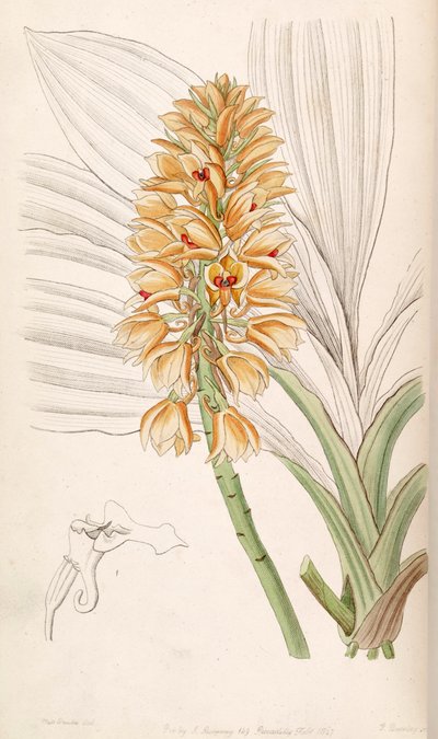 Calanthe pulchra (als syn. Calanthe curculigoides) door Miss Drake